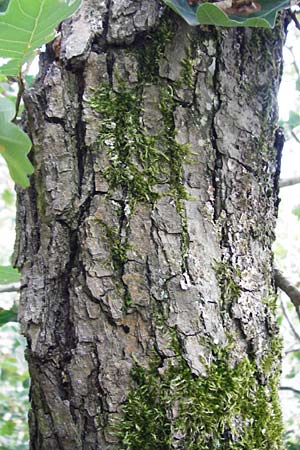 Quercus petraea \ Trauben-Eiche, D Koblenz 15.8.2015