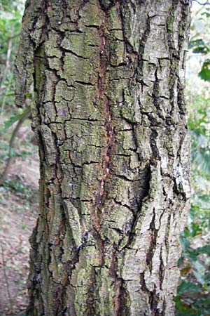 Quercus petraea \ Trauben-Eiche / Sessile Oak, D Koblenz 15.8.2015