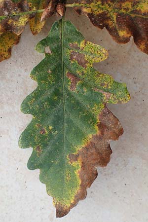 Quercus petraea \ Trauben-Eiche / Sessile Oak, D Heidelberg 26.10.2017