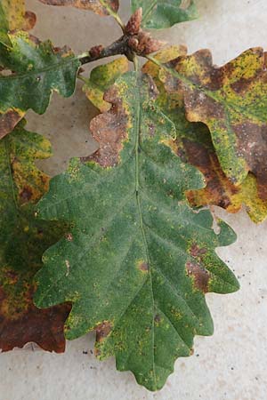 Quercus petraea \ Trauben-Eiche, D Heidelberg 26.10.2017