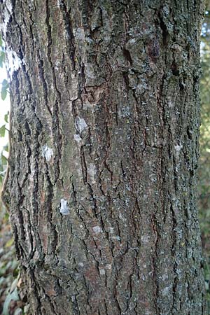 Quercus petraea \ Trauben-Eiche, D Brensbach 10.10.2020