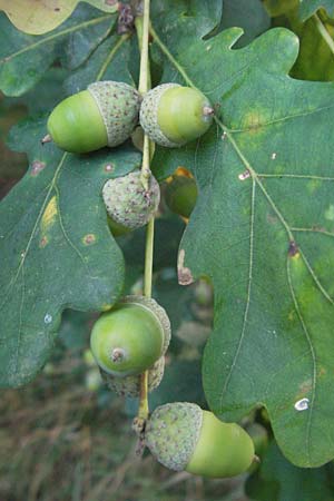 Quercus robur \ Stiel-Eiche / Common Oak, D Eisenberg 27.7.2007