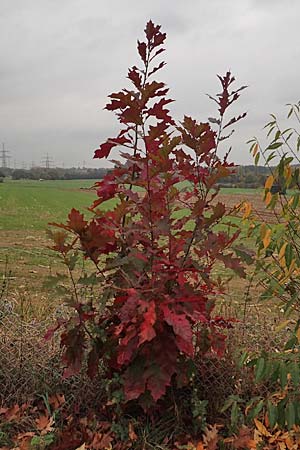 Quercus rubra \ Rot-Eiche / Northern Red Oak, D Dortmund 23.10.2018