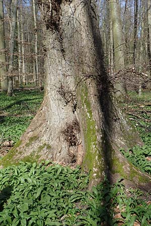 Ulmus laevis \ Flatter-Ulme / European White Elm, Russian Elm, D Bensheim 29.3.2021