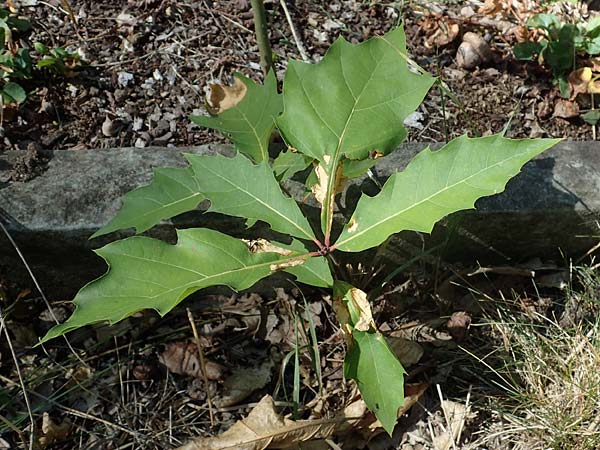 Quercus rubra \ Rot-Eiche / Northern Red Oak, D Duisburg 21.8.2022