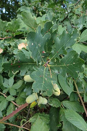 Quercus robur / Common Oak, D Hassloch 30.8.2022