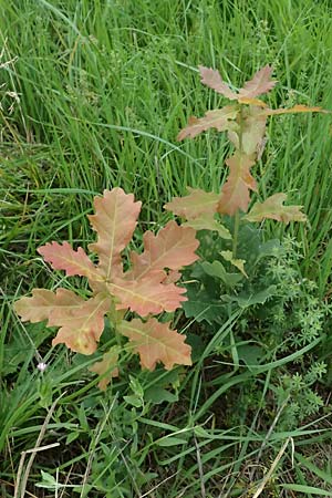 Quercus robur \ Stiel-Eiche, D Mudau 15.8.2023