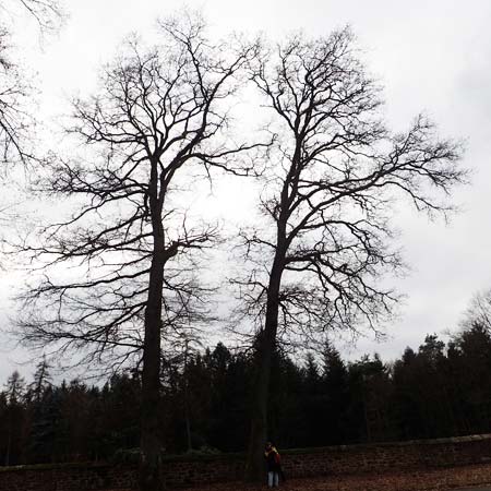 Quercus petraea \ Trauben-Eiche, D Odenwald, Beerfelden 18.2.2017