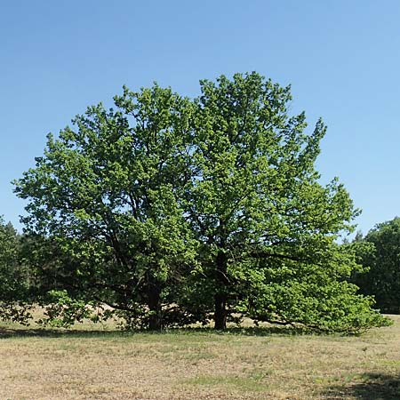 Quercus robur / Common Oak, D Schwetzingen 8.5.2018