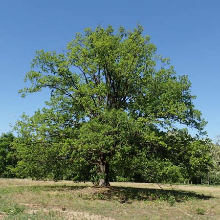 Quercus robur \ Stiel-Eiche, D Schwetzingen 8.5.2018