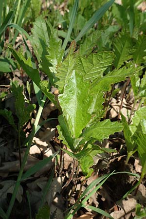 Quercus robur \ Stiel-Eiche, D Frankfurt-Niederrad 21.4.2019