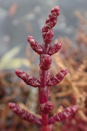 Salicornia europaea \ Europischer Queller / Common Glasswort, D Sachsen-Anhalt, Sülzetal-Sülldorf 27.9.2020