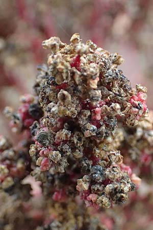 Chenopodium quinoa \ Reismelde, Inka-Reis, D Mannheim 23.9.2023