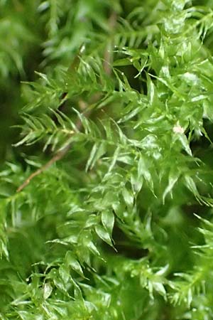 Rhynchostegium confertum / Clustered Feather-Moss, D Obernburg am Main 15.10.2016