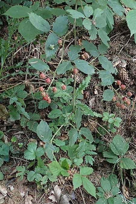 Rubus sprengelii / Sprengel's Bramble, D Trendelburg-Wülmersen 28.7.2019