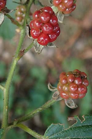 Rubus sprengelii \ Sprengels Brombeere, D Trendelburg-Wülmersen 28.7.2019