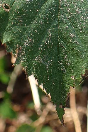 Rubus fissipetalus ? \ Schlitzbltige Brombeere / Slit-Flowered Bramble, D Rheinstetten-Silberstreifen 18.8.2019