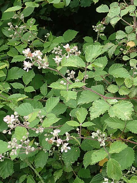 Rubus spec9 ? \ Haselblatt-Brombeere, D Salmünster Mühlwiese 20.6.2020