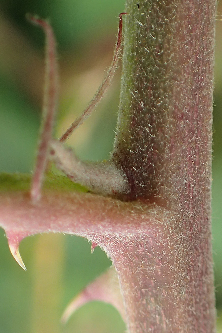 Rubus spina-curva ? / Chalky Bramble, D Bochum 9.9.2020