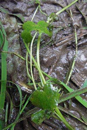 Ranunculus peltatus \ Schild-Wasser-Hahnenfu / Pond Water Crowfoot, D Odenwald, Finkenbach 10.7.2007