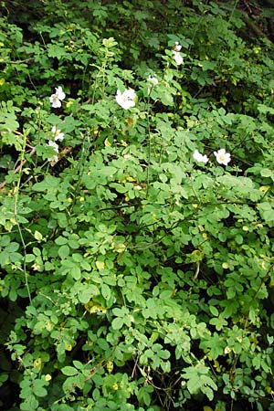 Rosa arvensis \ Kriechende Rose, Feld-Rose / Field Rose, D Östringen-Eichelberg 8.6.2015