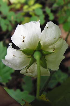 Rosa arvensis \ Kriechende Rose, Feld-Rose / Field Rose, D Östringen-Eichelberg 8.6.2015