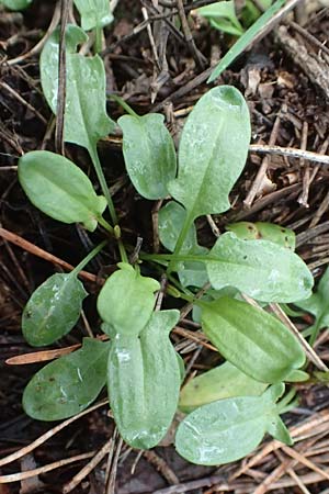 Rumex acetosella \ Kleiner Sauer-Ampfer, D Reilingen 19.2.2016