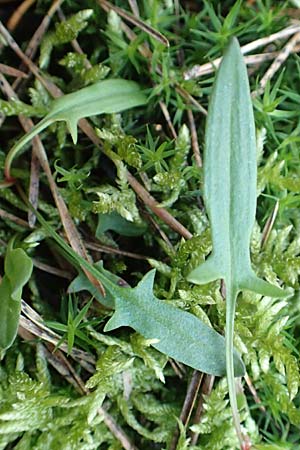 Rumex acetosella \ Kleiner Sauer-Ampfer, D Reilingen 27.2.2016