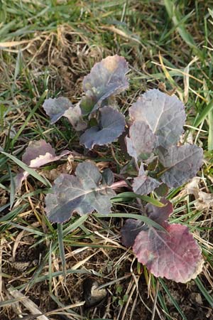 Brassica napus \ Raps / Oilseed Rape, Rapeseed, D Neuleiningen 12.3.2016