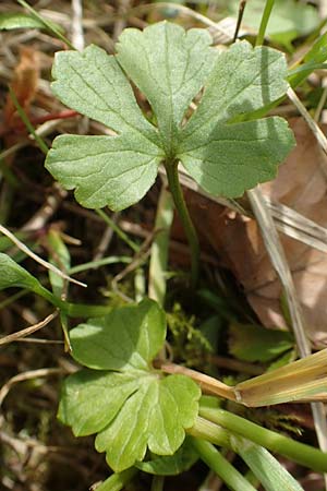 Ranunculus auricomus specL ? \ Gold-Hahnenfu / Goldilocks, D Odenwald, Nieder-Beerbach 22.4.2016