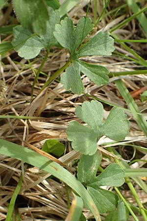 Ranunculus auricomus specL ? \ Gold-Hahnenfu / Goldilocks, D Odenwald, Nieder-Beerbach 22.4.2016