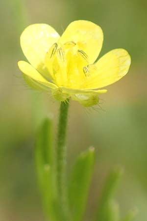 Ranunculus arvensis \ Acker-Hahnenfu / Corn Buttercup, D Tiefenbronn 26.6.2016