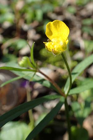Ranunculus auricomus specM ? \ Gold-Hahnenfu / Goldilocks, D Frankfurt-Rödelheim 25.3.2017