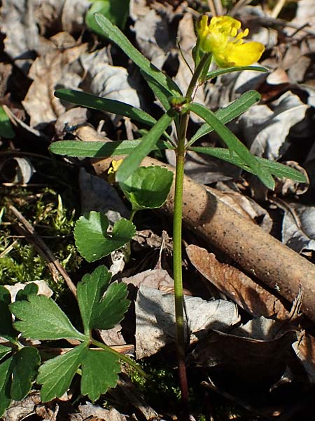 Ranunculus auricomus specM ? \ Gold-Hahnenfu / Goldilocks, D Frankfurt-Rödelheim 25.3.2017