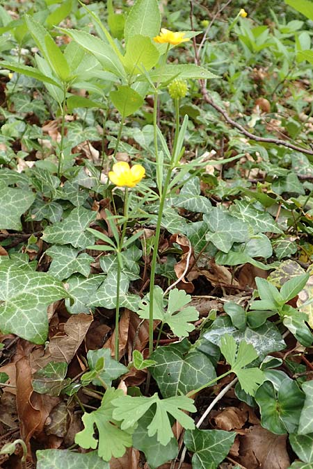 Ranunculus abyssus \ Hllen-Gold-Hahnenfu / Hell Goldilocks, D Wincheringen-Söst 22.4.2017