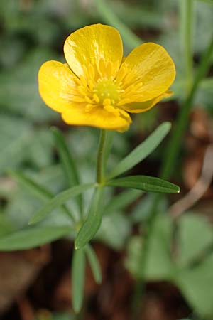 Ranunculus abyssus \ Hllen-Gold-Hahnenfu / Hell Goldilocks, D Wincheringen-Söst 22.4.2017