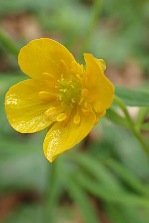 Ranunculus abyssus \ Hllen-Gold-Hahnenfu / Hell Goldilocks, D Wincheringen-Söst 22.4.2017