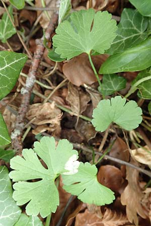 Ranunculus abyssus \ Hllen-Gold-Hahnenfu / Hell Goldilocks, D Wincheringen-Söst 22.4.2017