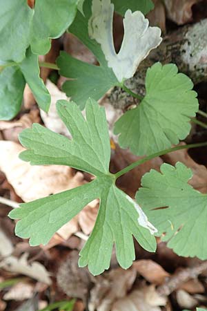 Ranunculus abyssus \ Hllen-Gold-Hahnenfu / Hell Goldilocks, D Wincheringen-Söst 22.4.2017