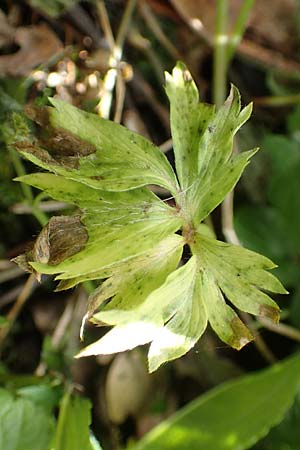Ranunculus arundinoides \ Angelrutenartiger Gold-Hahnenfu / False Fishing-Rod Goldilocks, D Korschenbroich-Neersbroich 23.4.2017