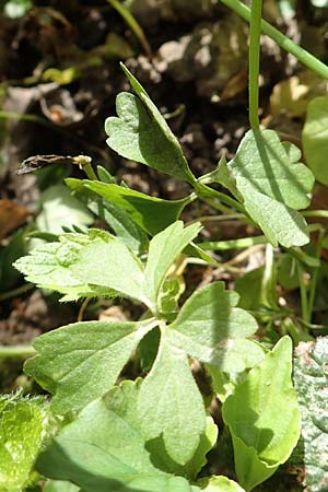 Ranunculus arundinoides \ Angelrutenartiger Gold-Hahnenfu / False Fishing-Rod Goldilocks, D Korschenbroich-Neersbroich 23.4.2017