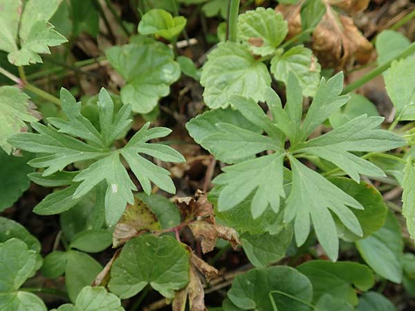 Ranunculus arundinoides \ Angelrutenartiger Gold-Hahnenfu, D Korschenbroich-Neersbroich 23.4.2017