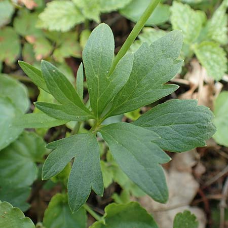 Ranunculus arundinoides \ Angelrutenartiger Gold-Hahnenfu, D Korschenbroich-Neersbroich 23.4.2017