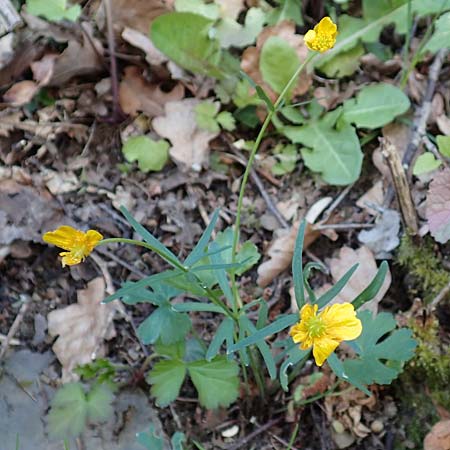 Ranunculus arundo \ Angelruten-Gold-Hahnenfu / Fishing-Rod Goldilocks, D Nettersheim-Holzmülheim 23.4.2017