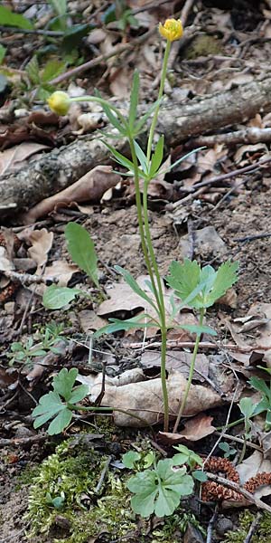 Ranunculus arundo / Fishing-Rod Goldilocks, D Nettersheim-Holzmülheim 23.4.2017