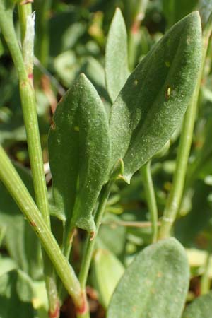 Rumex acetosella \ Kleiner Sauer-Ampfer / Sheep's Sorrel, D Heidelberg 29.4.2017