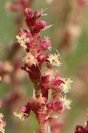 Rumex acetosella \ Kleiner Sauer-Ampfer, D Heidelberg 29.4.2017