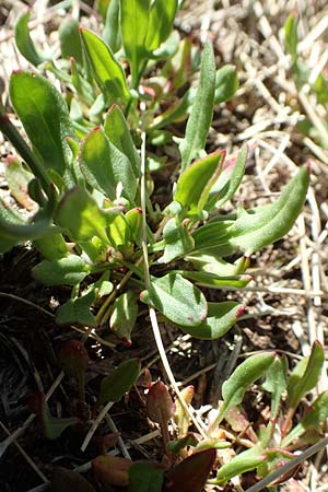 Rumex acetosella \ Kleiner Sauer-Ampfer / Sheep's Sorrel, D Schwarzwald/Black-Forest, Belchen 27.5.2017