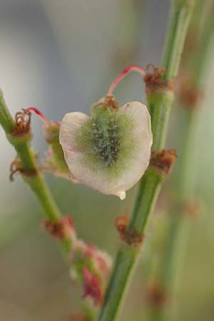 Rumex acetosa \ Groer Sauer-Ampfer, Wiesen-Sauer-Ampfer, D Berlin 30.10.2017