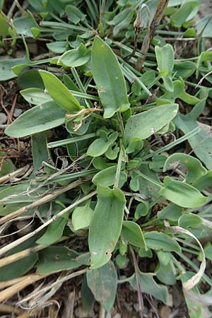 Rumex acetosella \ Kleiner Sauer-Ampfer / Sheep's Sorrel, D Gladenbach 8.10.2018